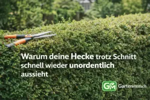 Frisch geschnittene Hecke mit unruhiger Form und Heckenschere obenauf – warum eine Hecke trotz Schnitt schnell wieder unordentlich aussieht, Gartenmensch